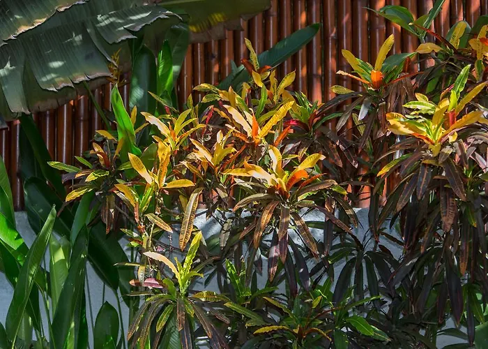 Green Mango